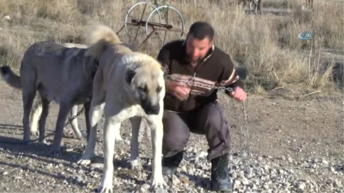 Kangal Köpekleri, Cumhurbaşkanlığı Külliyesinin Korunmasına Talip