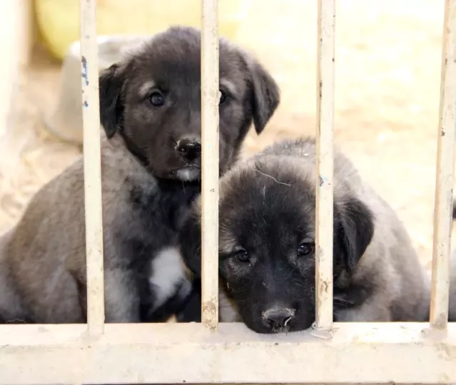 Kangal Köpekleri, Cumhurbaşkanlığı Külliyesinin Korunmasına Talip Son