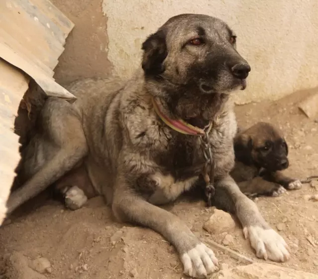 Kangal Köpekleri, Cumhurbaşkanlığı Külliyesinin Korunmasına Talip Son