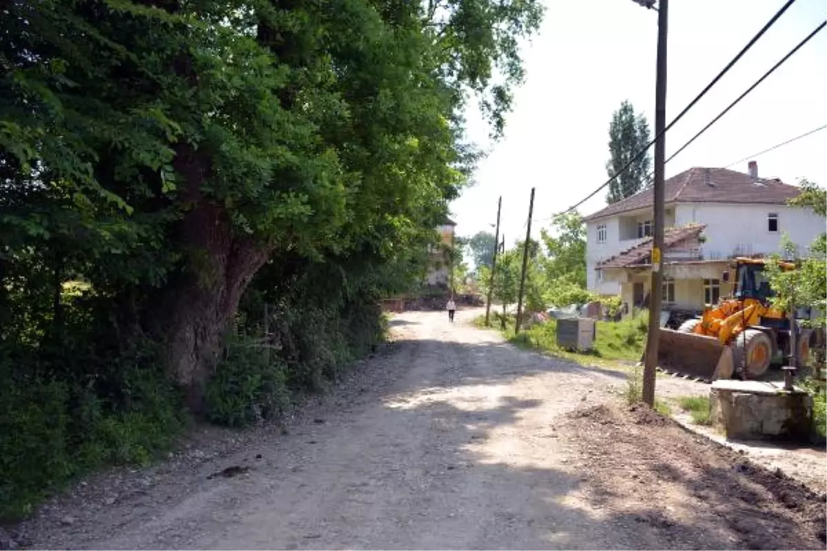 Meşe Ağaçlarını Kesmemek İçin Yol Projesini Değiştirdiler