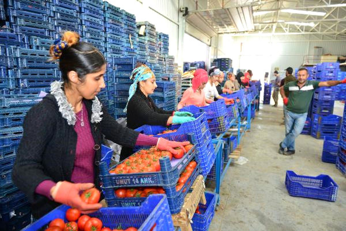 Rusya\'nın Domates Alımı Kumlucalı Üreticiyi Umutlandırdı