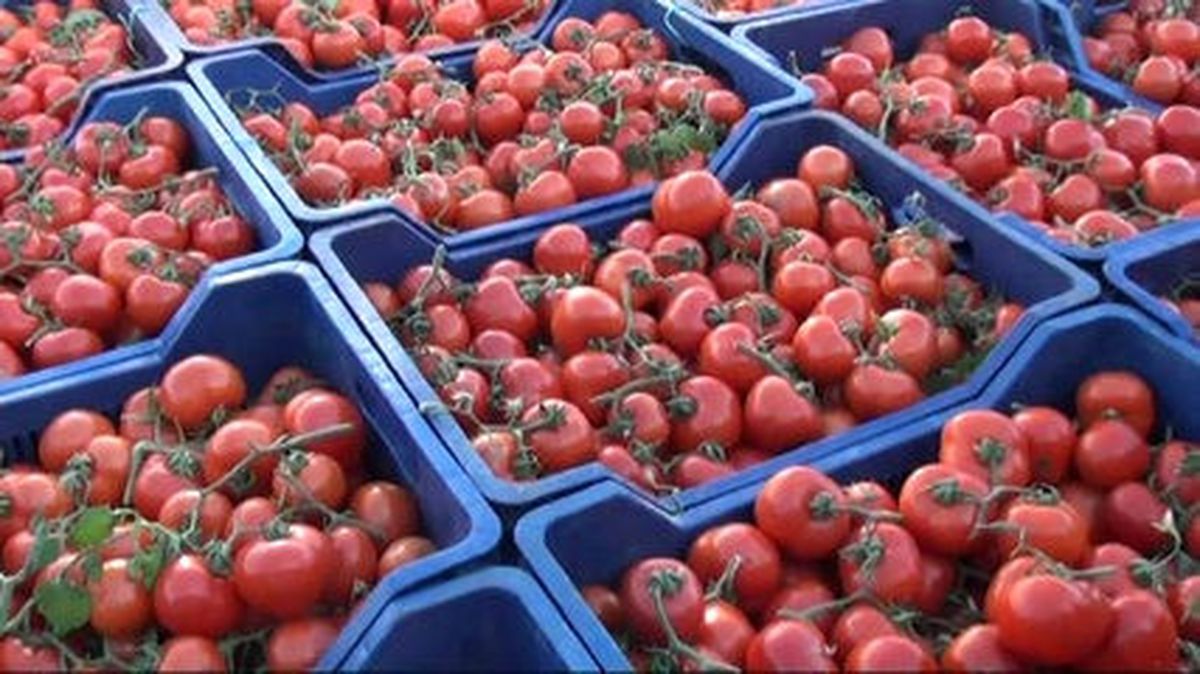 Rusya\'ya İlk Domatesler Yola Çıktı