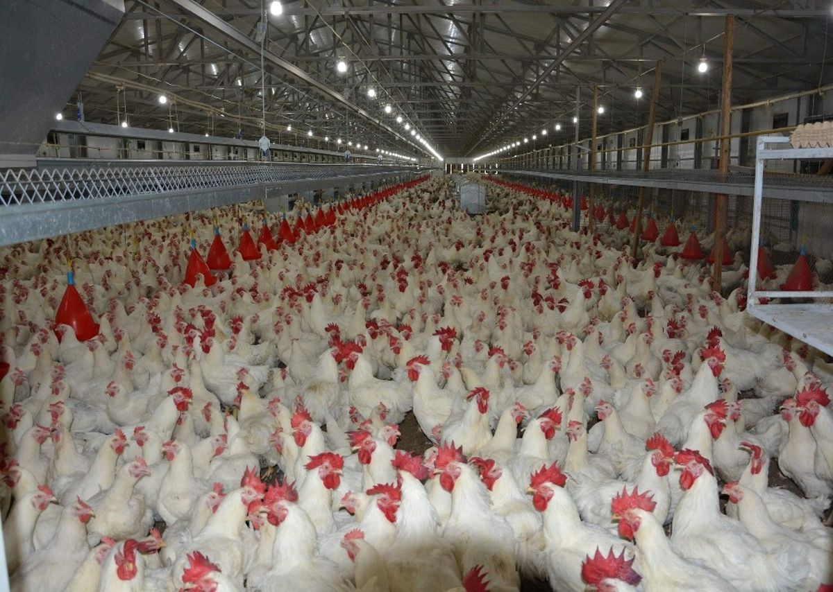 Türk Tavuğunun Japonya\'dan Sonra Hedefi Çin