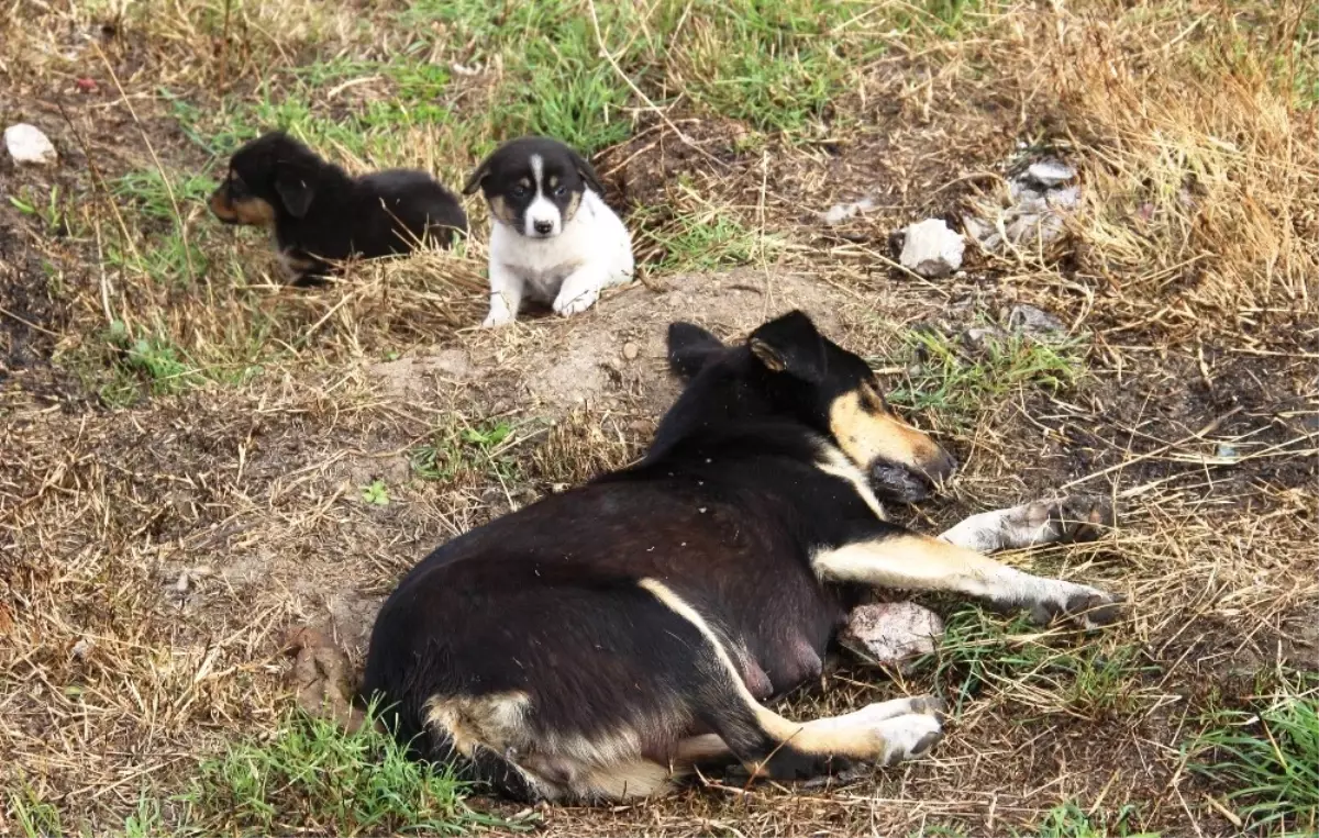 4 Köpek Zehirli Tavuk Etleriyle Katledildi