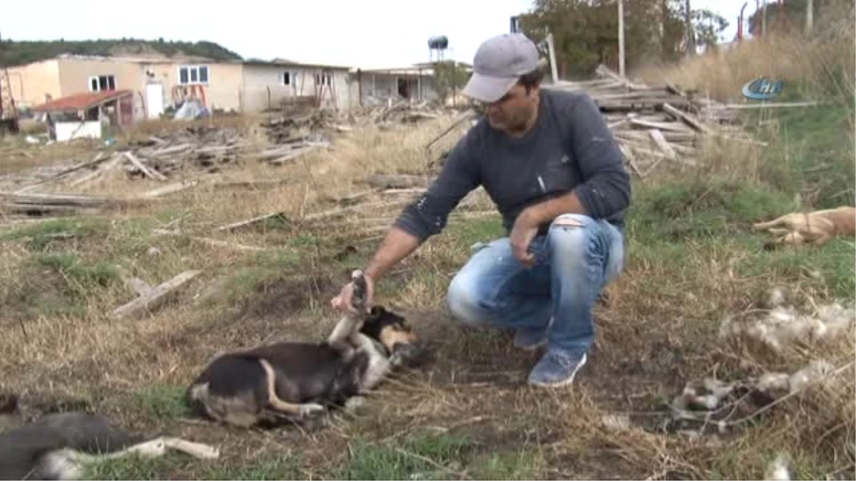 4 Köpek Zehirli Tavuk Etleriyle Katledildi