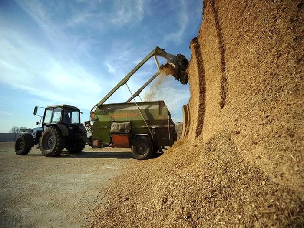 Fao: Küresel Gıda Fiyatları Ekim\'de Yıllık Yüzde 2.5 Düştü
