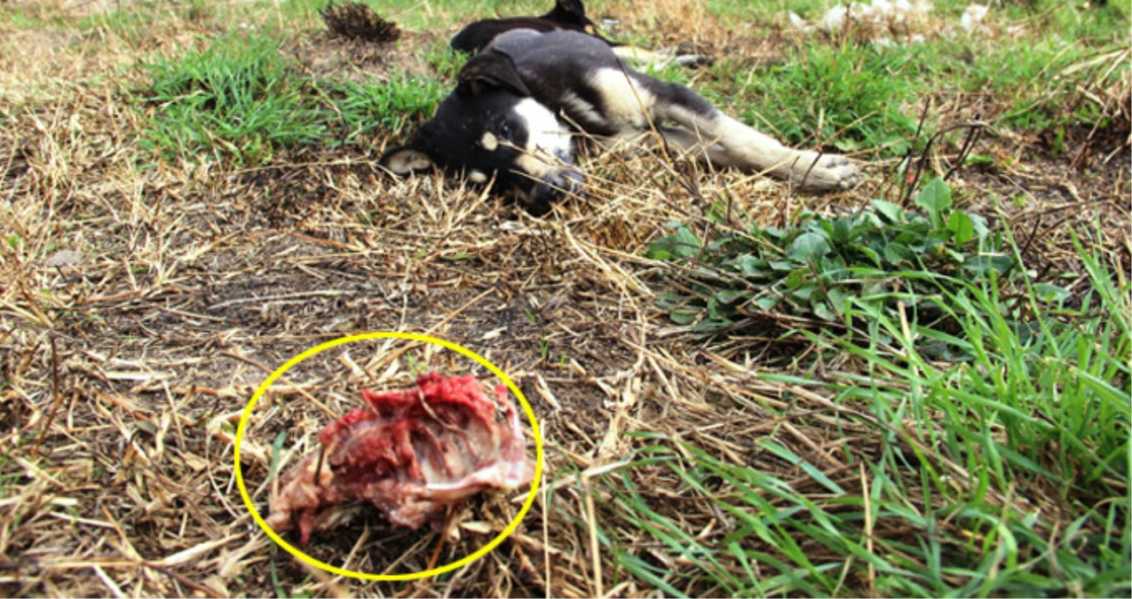 Çanakkale\'de Tavuk Etine Zehir Karıştıran Caniler, 4 Sokak Köpeğini Katletti