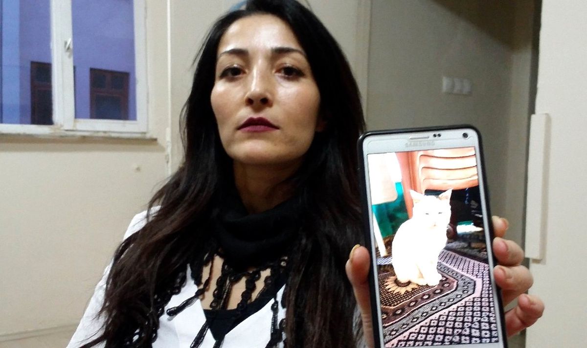 Kayıp Kedisini Her Yerde Arıyor