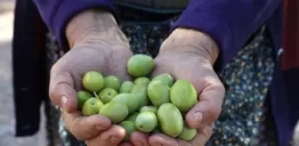 Urla'da Neşeli Zeytin Hasadı