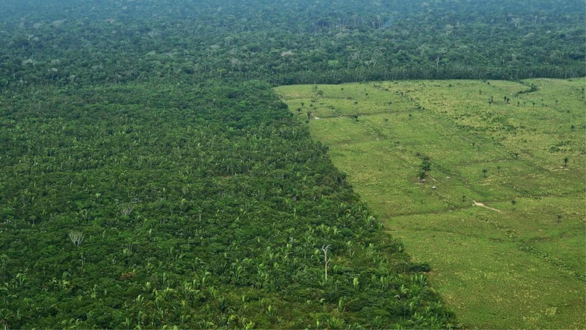 Yağmur Ormanlarında Dünyanın En Büyük Ağaçlandırma Projesi