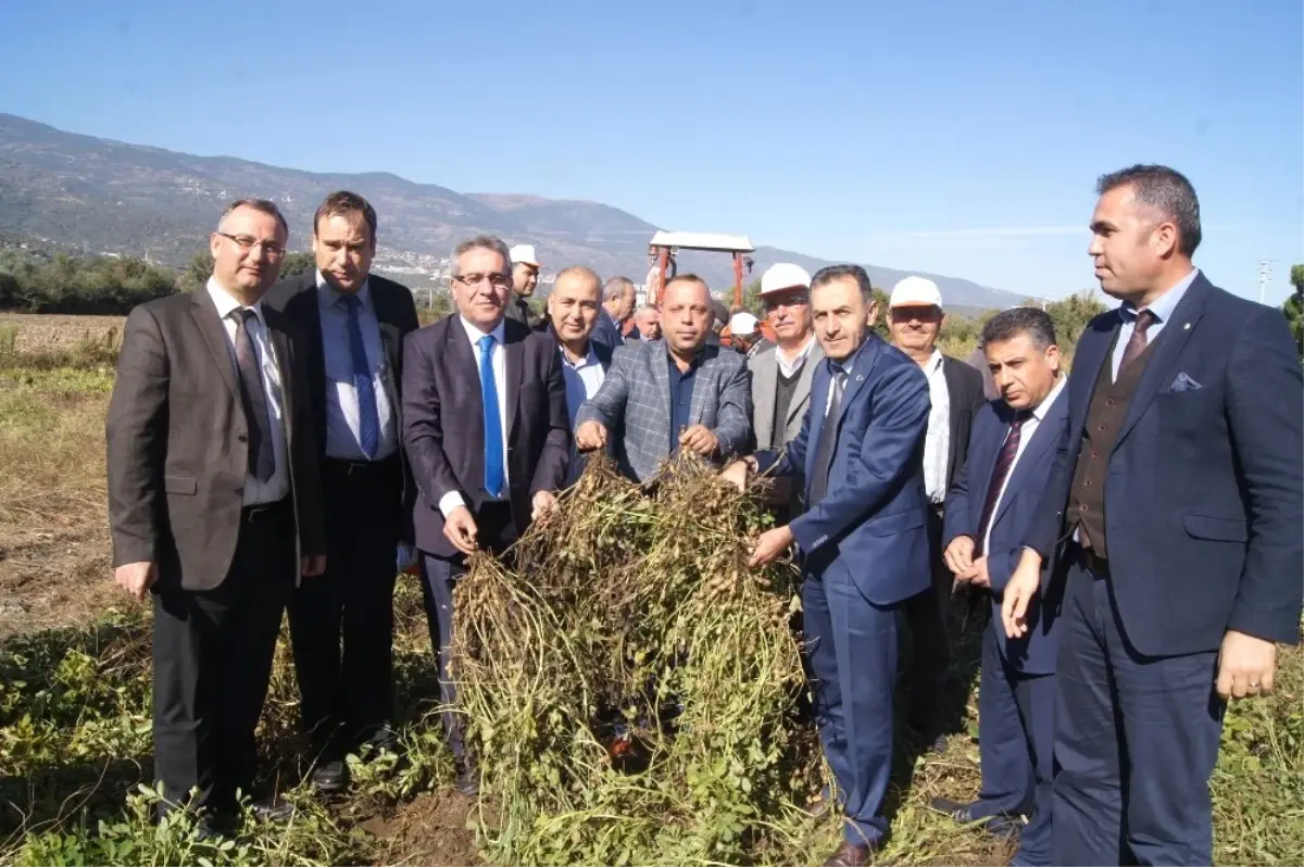 Bozdoğan\'da Yer Fıstığı İçin Tarla Günü Düzenlendi