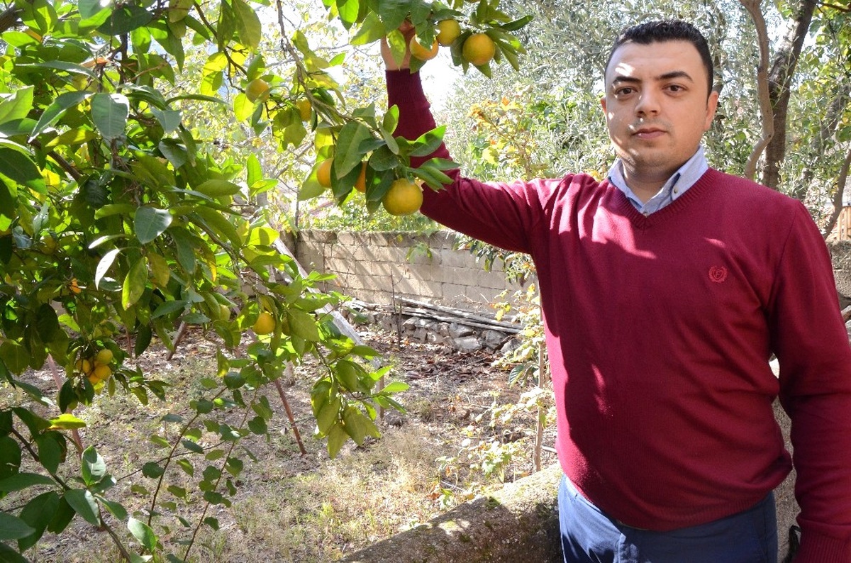 Bozkırın Ortasında Mandalina ve Portakal Yetişti
