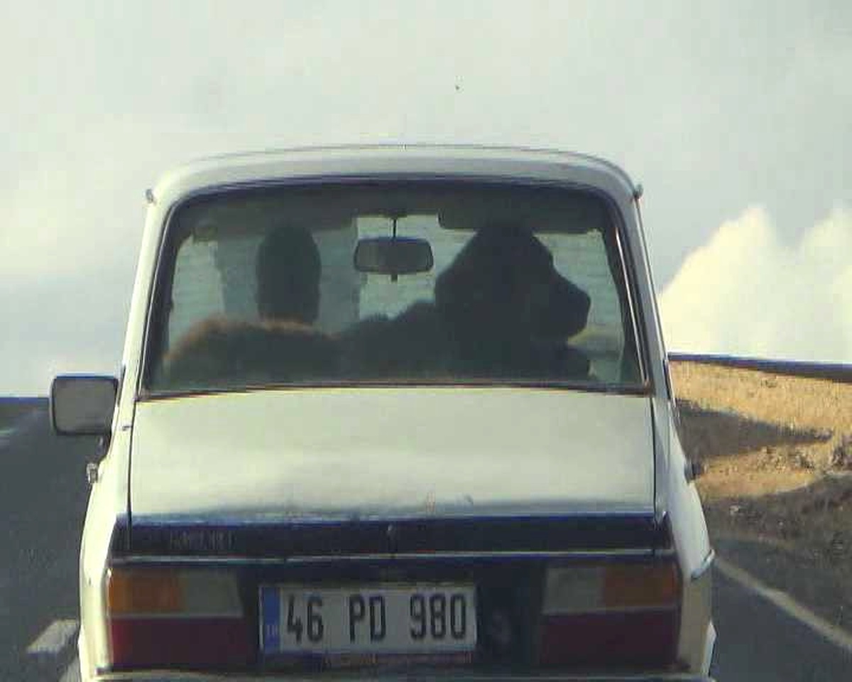 Çoban Köpeğinin Otomobilde Seyahat Keyfi