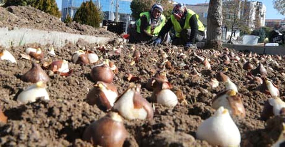 Gölbaşı\'na 70 Bin Lale Soğanı Ekildi