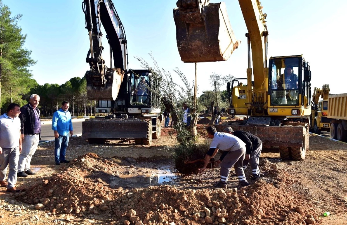 Kepez Belediyesi Zeytin Ağaçlarını Korumaya Aldı