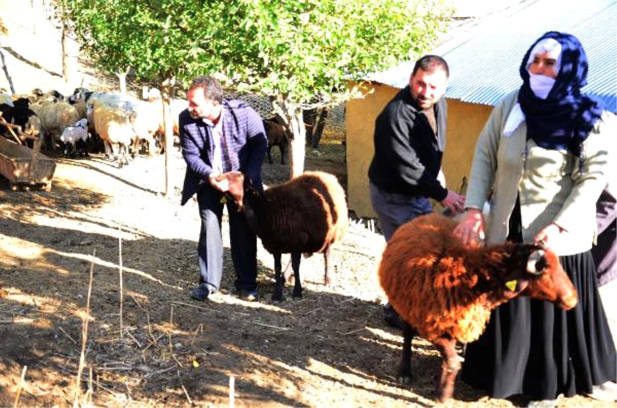 Muş\'ta Ağıldaki Koyunlara Kurtlar Saldırdı: 10 Koyun Telef Oldu, 25\'i Yaralandı