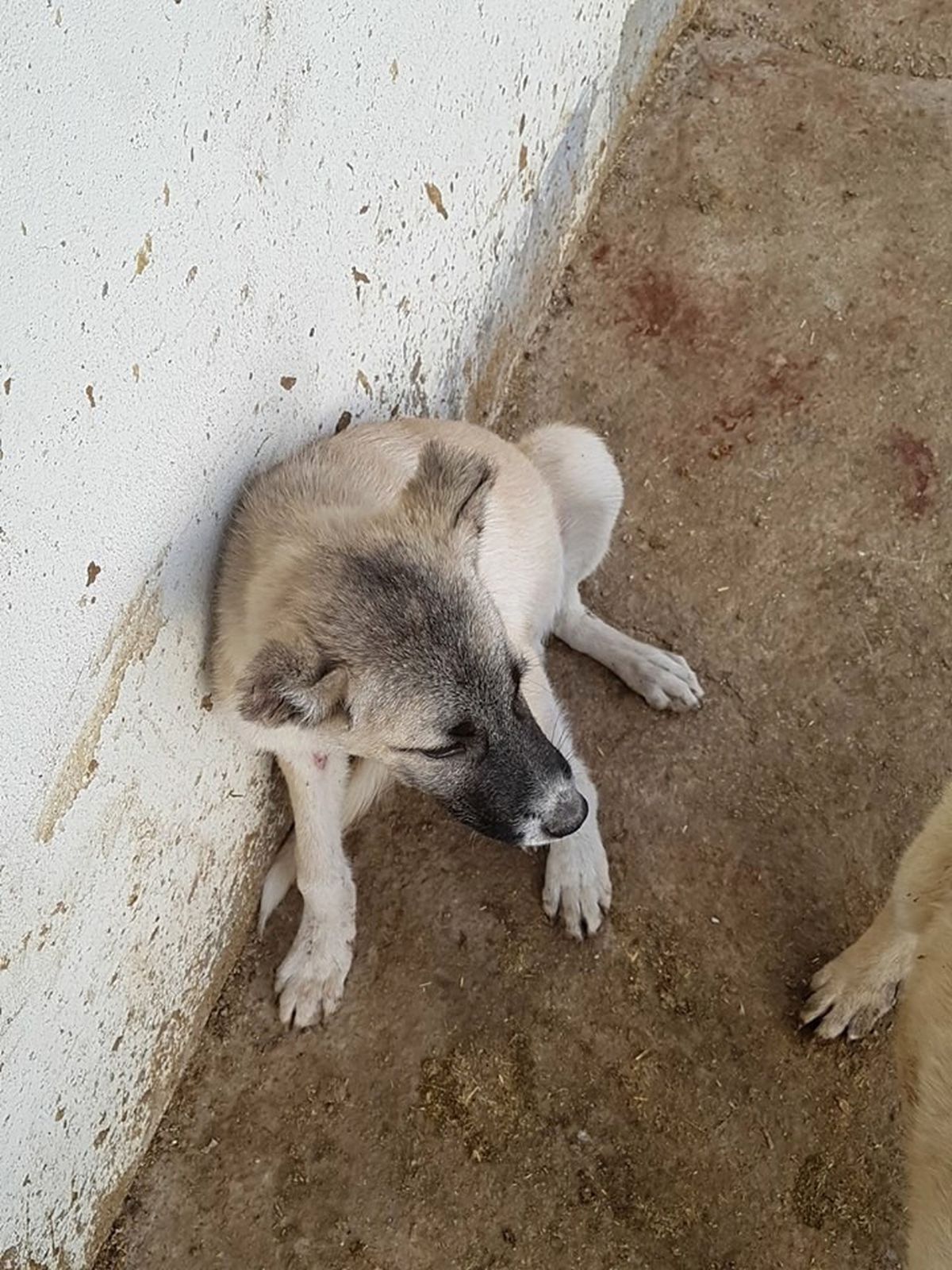 Yaralı Yavru Köpek Tedavi Edildi