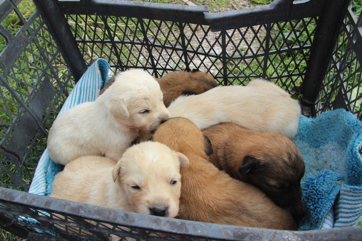 Anneleri Zehirlenerek Öldürülen Yavru Köpekler Yuvalarına Kavuştu