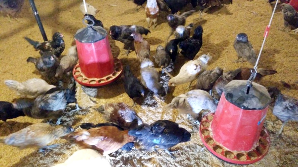 Dünyanın En Büyük Mavi Yumurta Damızlık Tesisi Sakarya\'da Açıldı