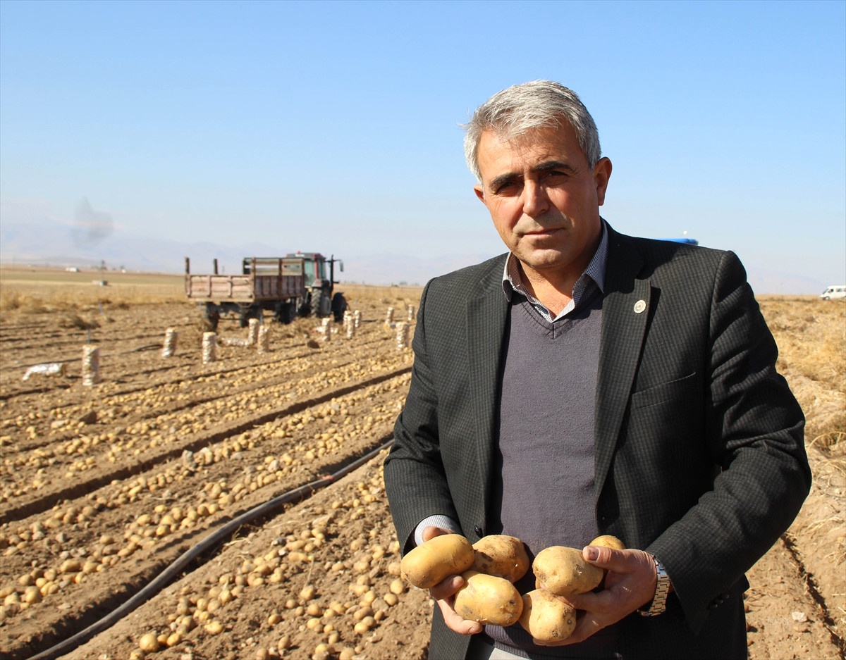 Patatesin Tarla Fiyatı Arttı