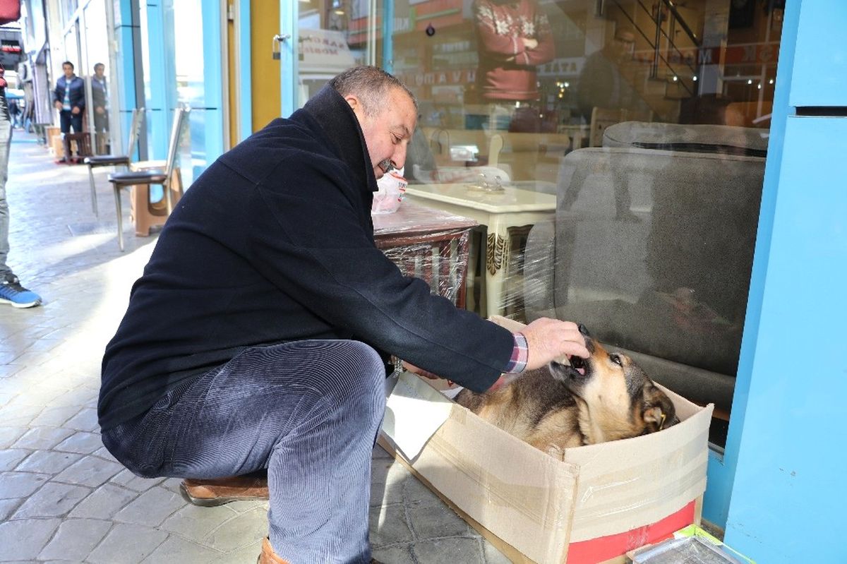 Rize\'de Bir Otomobilin Çarpıp Kaçtığı Yaralı Köpeğe Esnaf Sahip Çıktı