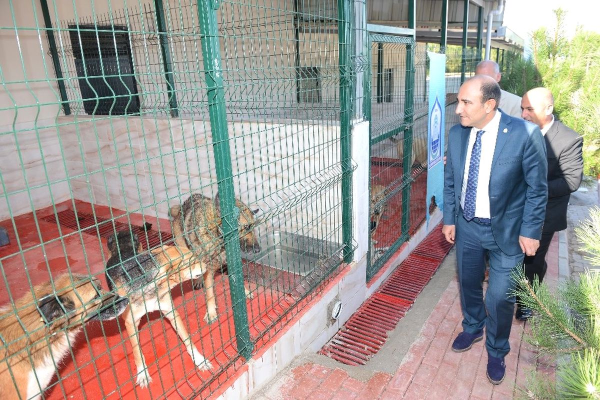 Sevimli Dostlara "Yıldırım" Eli