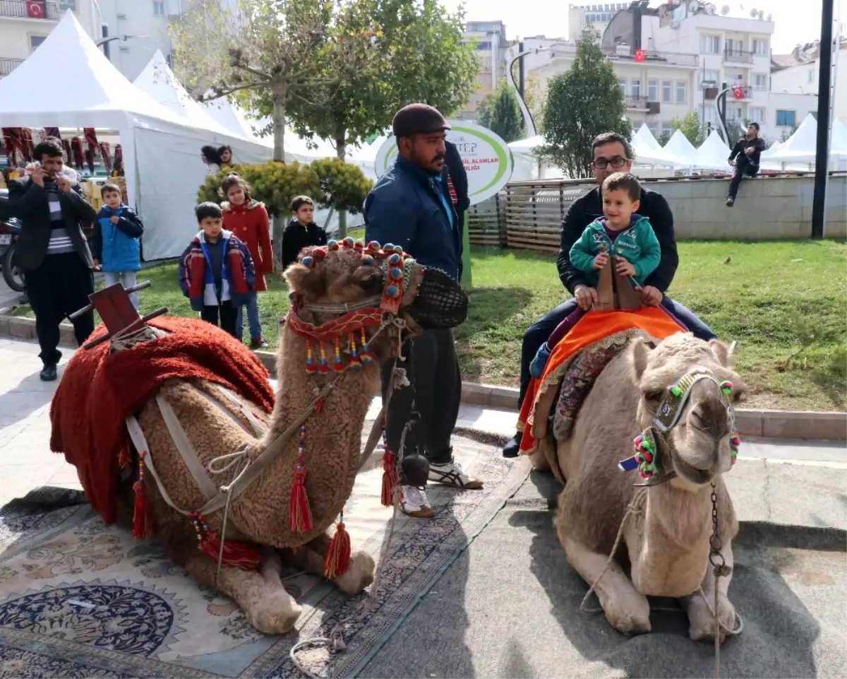 Gaziantep Şehir Merkezindeki Develere Büyük İlgi