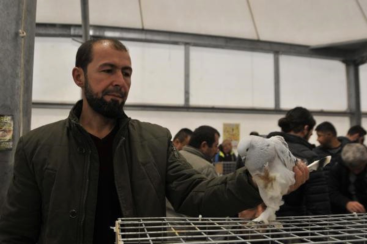 İzmit\'te Güvercin Festivali Düzenlendi