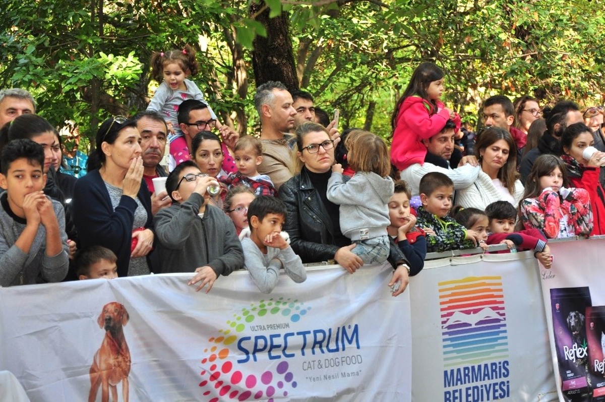 Marmaris\'in En Güzel Köpekleri Seçildi