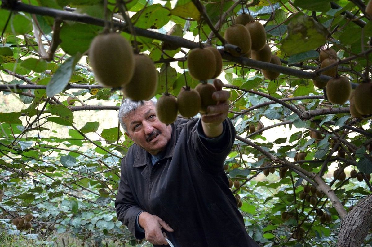 Ordu\'nun İç Kesimlerinde Kivi Hasadı Başladı