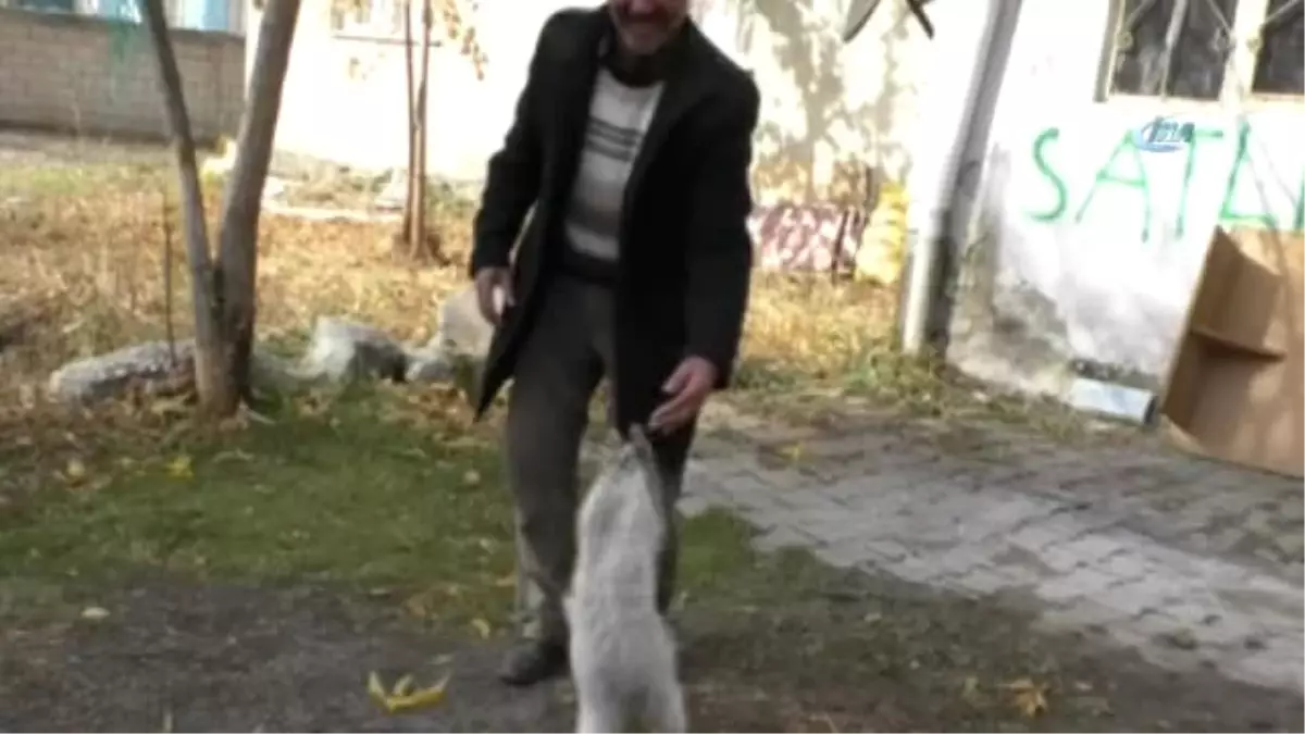 Ağrılı Vatandaş Gözü Kör Olan Kedi İçin Yardım Bekliyor