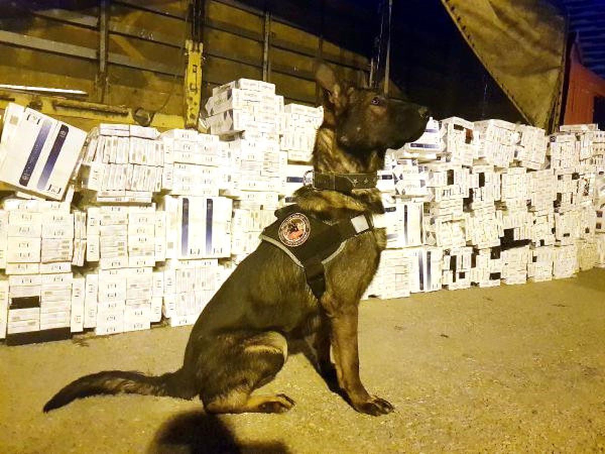 Gaziantep\'te 31 Bin 340 Paket Kaçak Sigara Ele Geçirildi