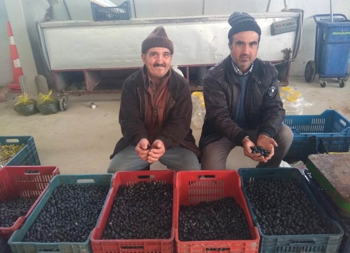 Hisarcık\'ta Salamura Zeytin Yapımı Yaygınlaştı