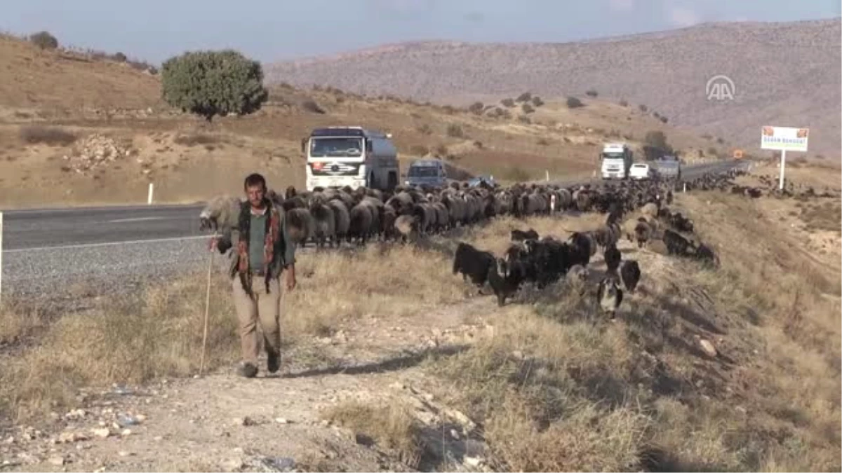 Kışlaklarına Ulaşmak İçin Sürüleriyle 300 Kilometre Yürüyorlar