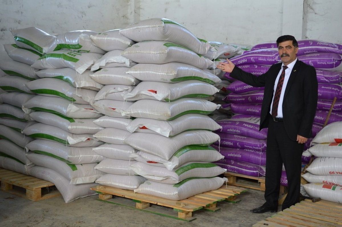 Samana Alternatif Tritikale