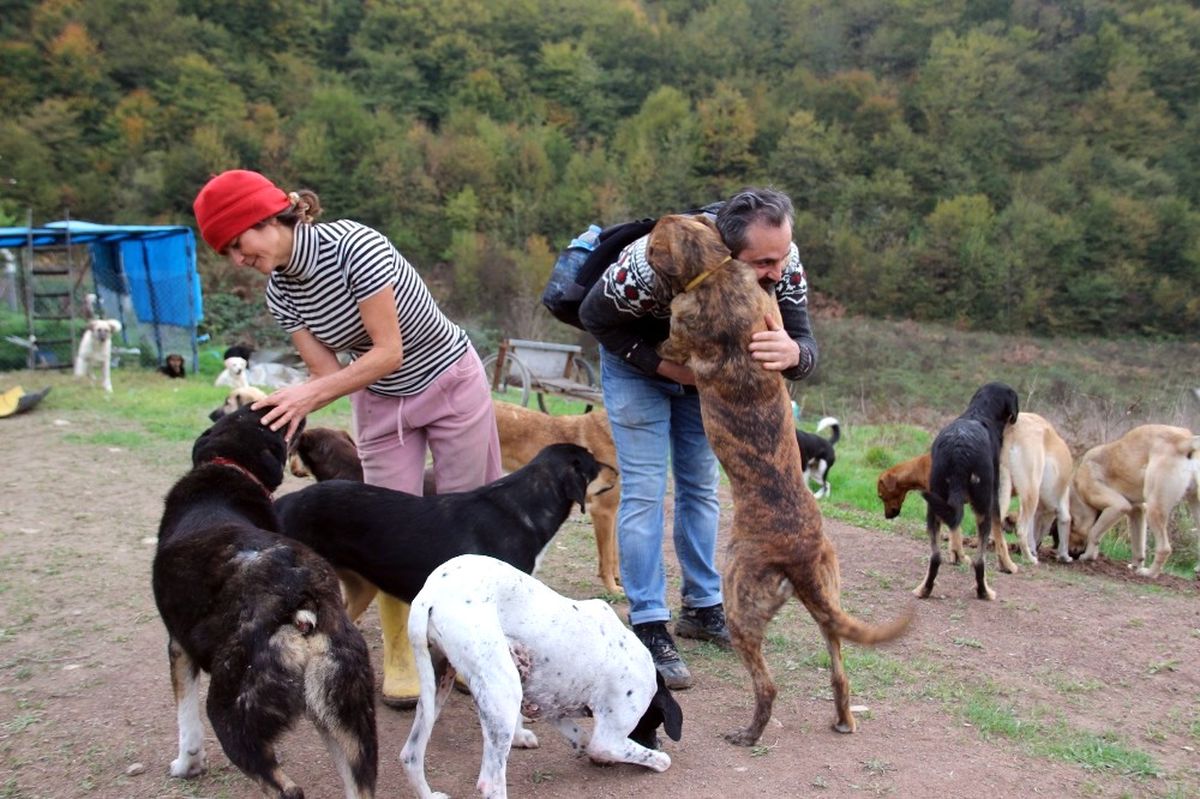 Terk Edilmiş 120 Köpeğe Yuva Oldular