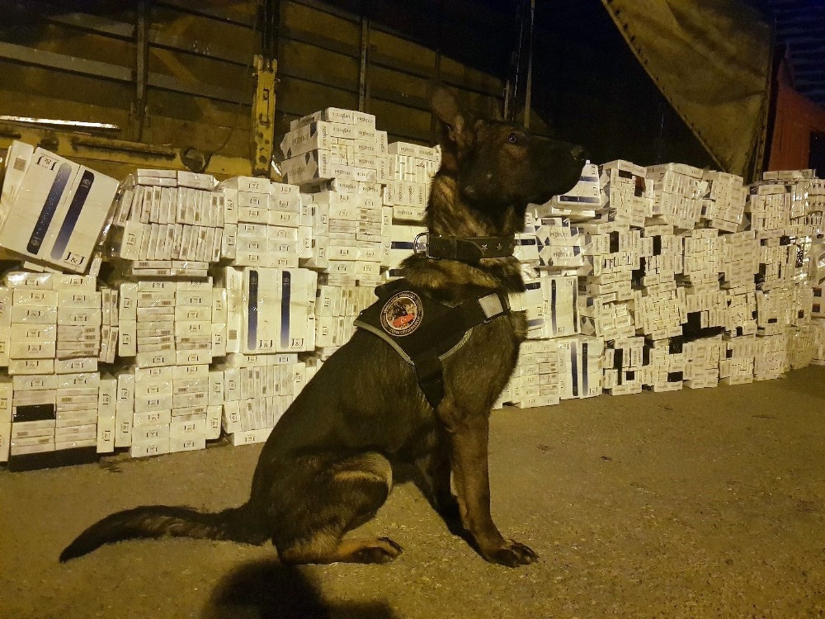 Tütün Arama Köpeği Curis Kaçak Sigaraya Geçit Vermiyor