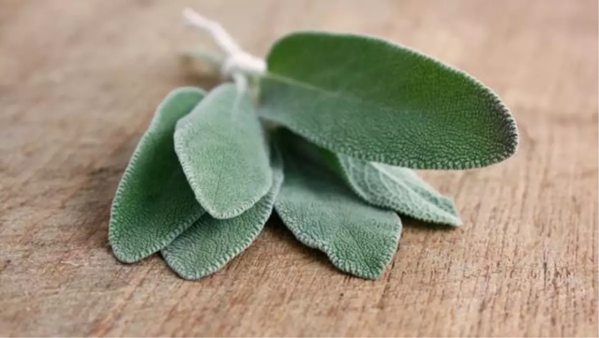 Adaçayı Nasıl Demlenir? Adaçayının Faydaları Nelerdir?