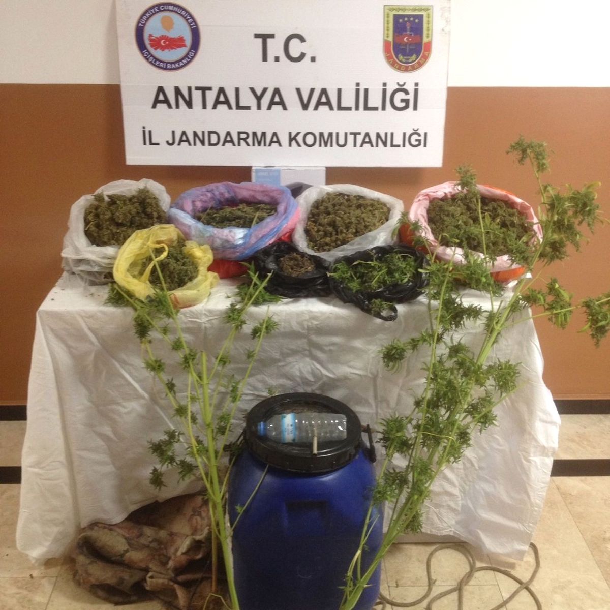 Avakado Ağaçları Üzerinde Uyuşturucu Ele Geçirildi