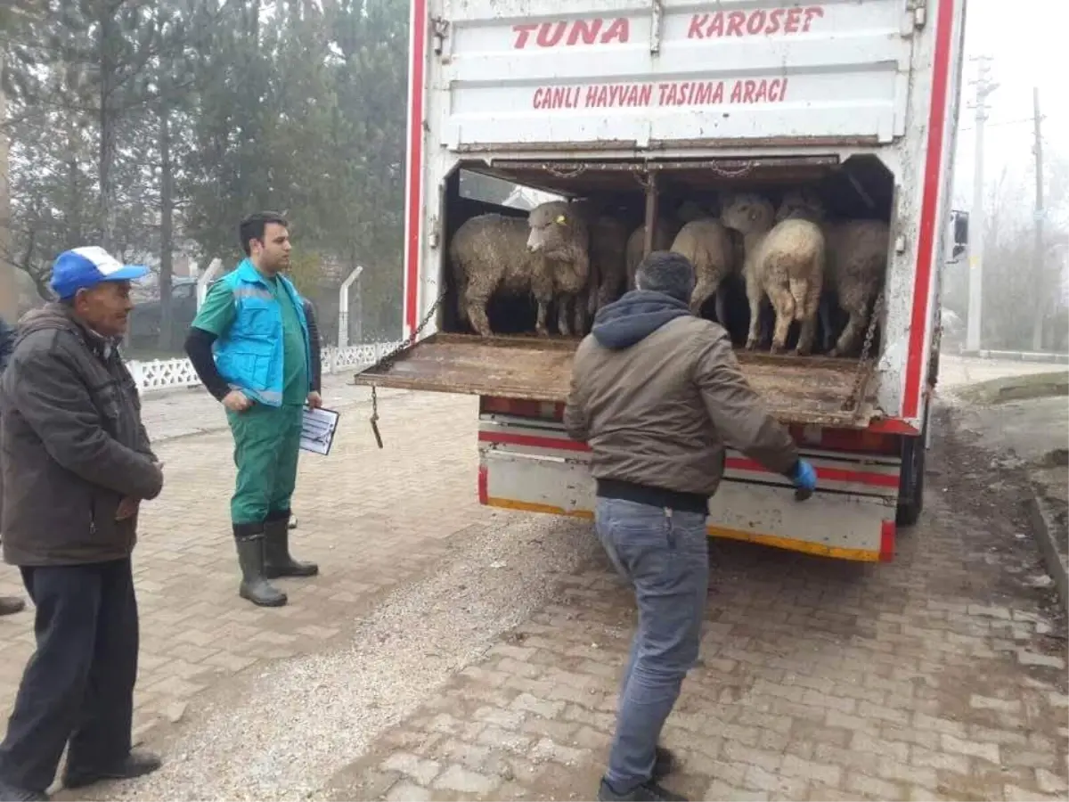 Çavdarhisar\'da Genç Çiftçilere Küçükbaş Hayvan Dağıtıldı