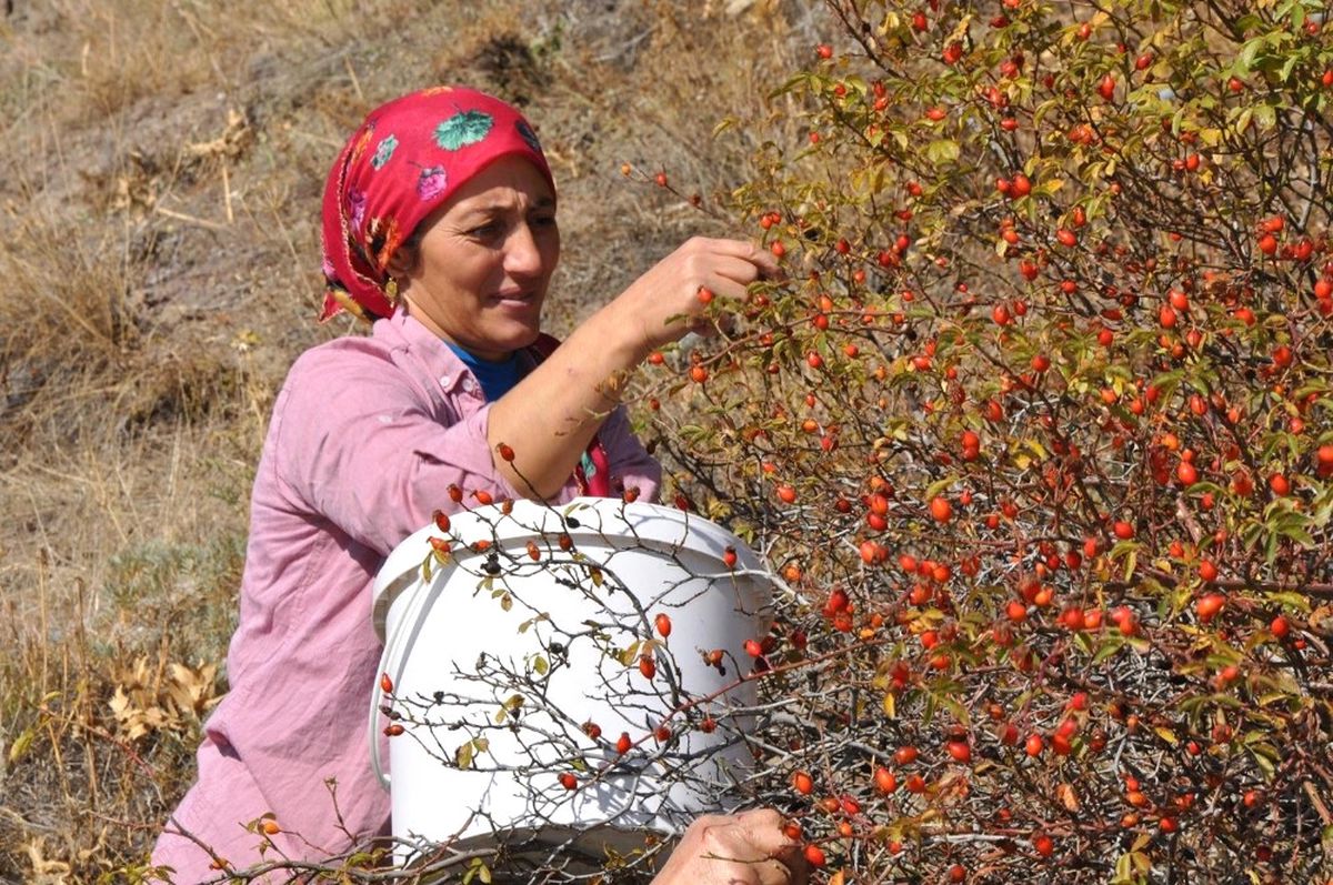 Gümüşhane\'de Kuşburnu Hasadı Tamamlanmak Üzere