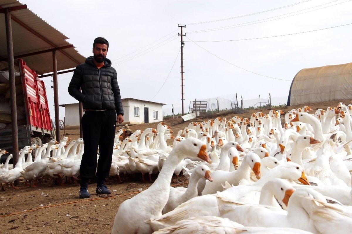 Mimarlığı Bıraktı Kaz Çiftliği Kurdu