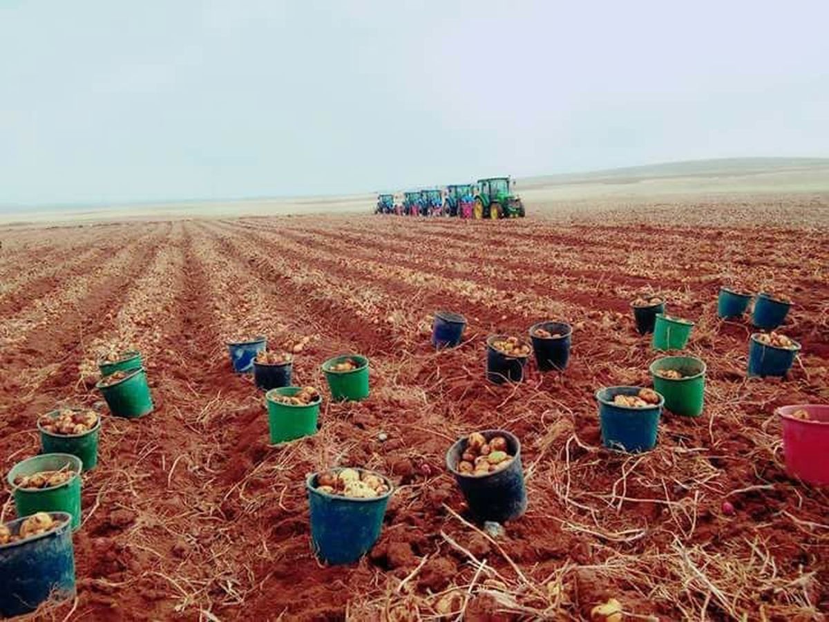 Patates Hasadını Bitiren İşçilerin Kovaları Fırlatma Anını Yansıtan Fotoğraf Fenomen Oldu