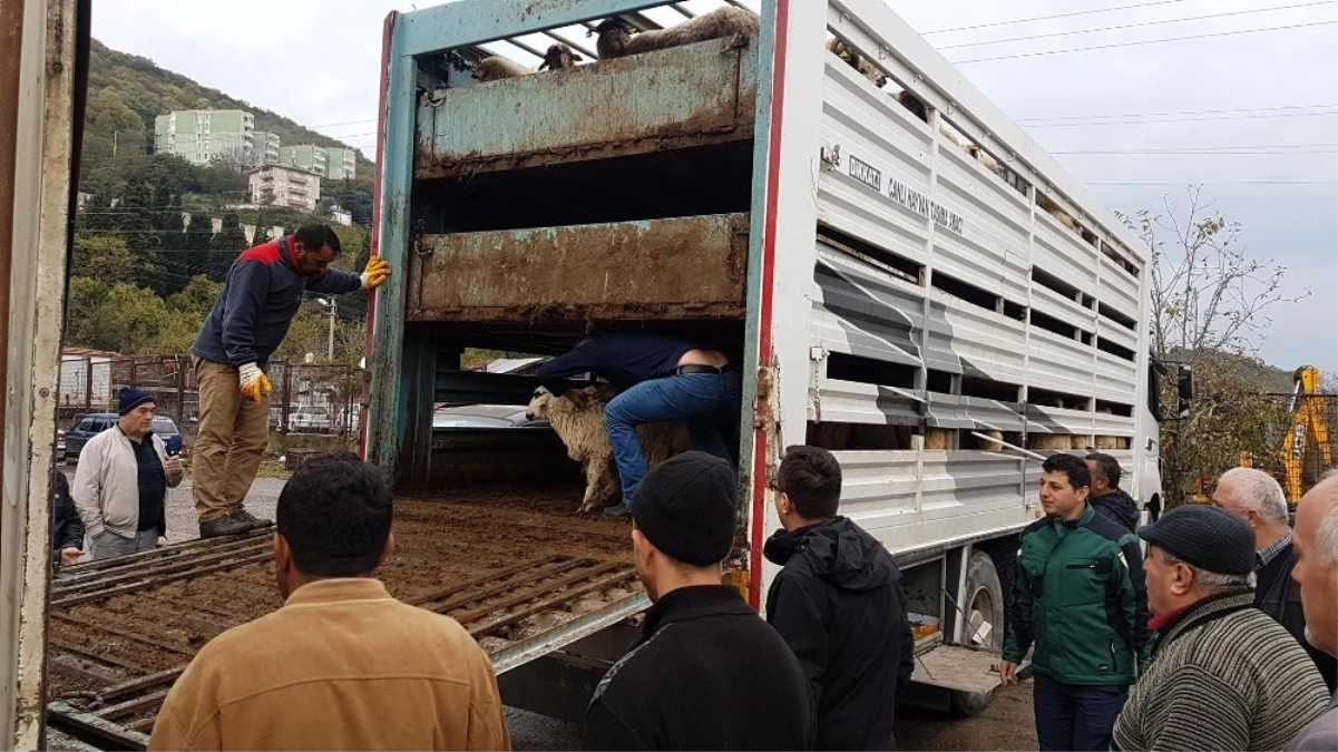 Romanya\'dan Gelen 148 Koyun Amasralılara Teslim Edildi