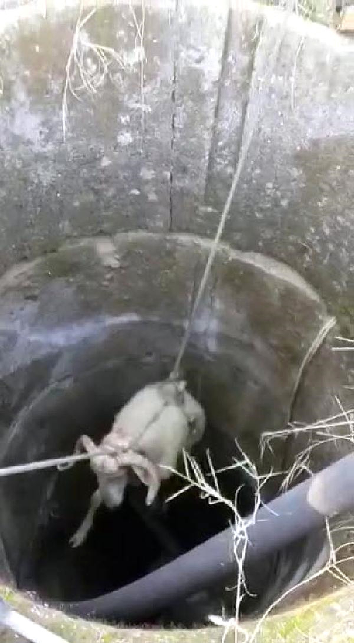 Su Kuyusuna Düşen Koyunları İtfaiye Kurtardı