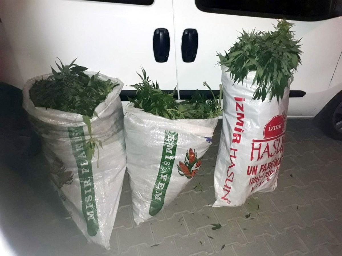 Uyuşturucu Tacirleri Fetö Firarisinin Arazisine Kenevir Ekmiş