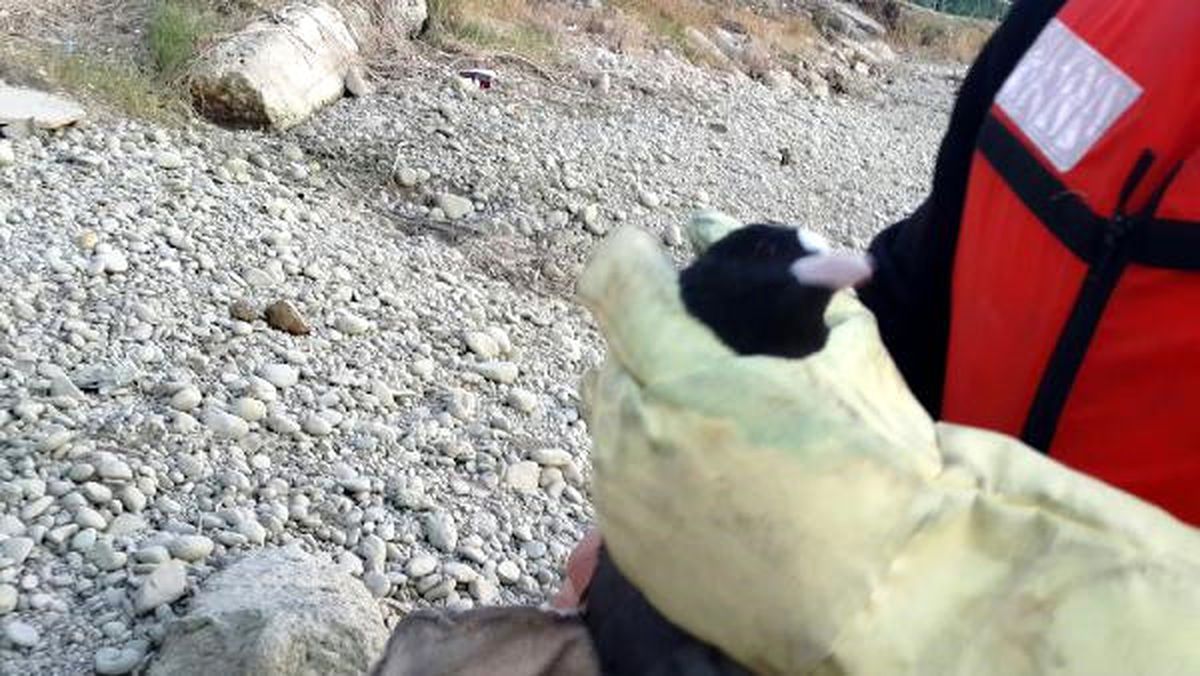 Ayağı Misinaya Dolanan Ördek Kurtarıldı