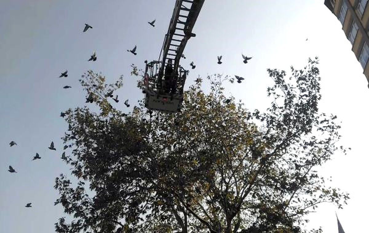 Bursa\'da, Ağaçta Güvercin Kurtarma Operasyonu