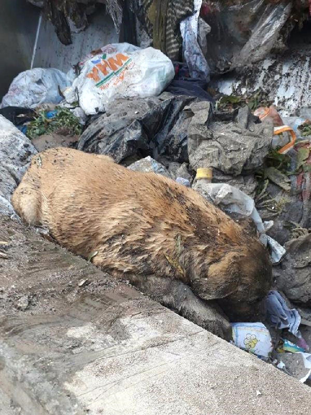 Çuval İçinde Çöpe Atılan Köpeği Temizlik Görevlileri Fark Etti
