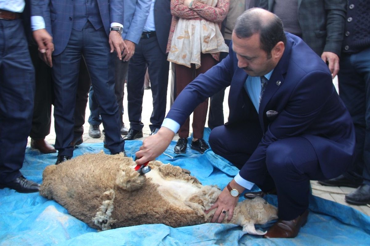 Elazığ\'da "Yaylaların Berberi" Projesi